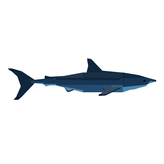 Great White Shark