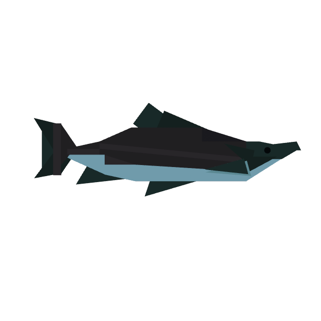 Sockeye Salmon
